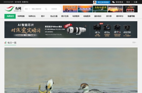 鸟网